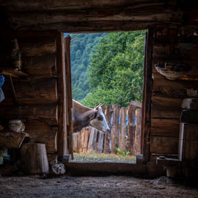 08-hirtenhütte, Kuh.jpg